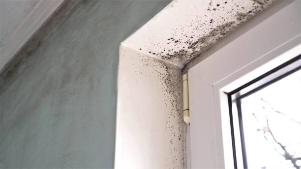 Best Localized Mold Remediation (e.g., coastal areas, humid climates) in Craigsville, WV