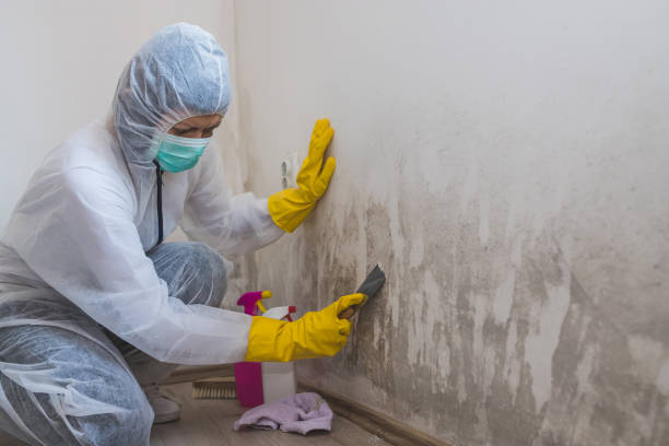 Best Basement Mold Remediation in Craigsville, WV