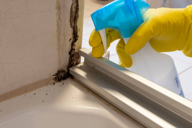 Best Mold Remediation for Schools in Craigsville, WV