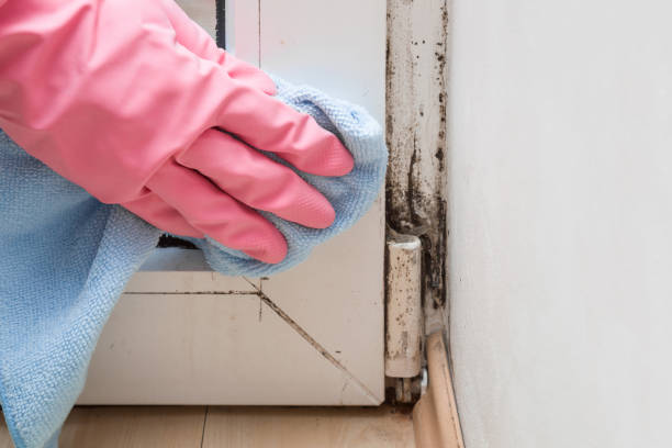 Best Residential Mold Remediation in Craigsville, WV