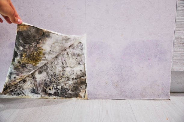 Best Residential Mold Remediation in Craigsville, WV